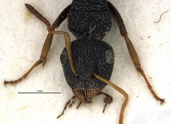 Media type: image;   Entomology 29402 Aspect: head frontal view
